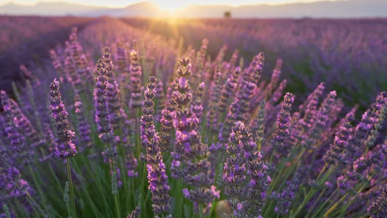 istockphoto-1652456981-640x640